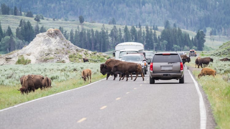 wild-buffalo-heard-walking-on-the-busy-roads-of-yellwstone